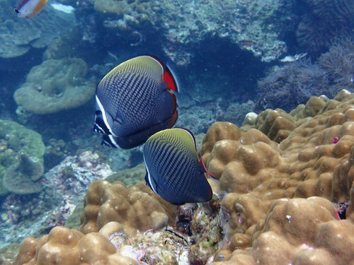 Red-tailed Butterflyfish (Chaetodon collare)