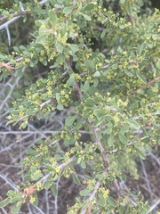 Condalia globosa