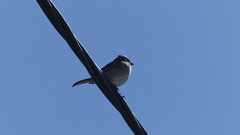 Zonotrichia capensis
