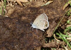 Hemiargus ceraunus
