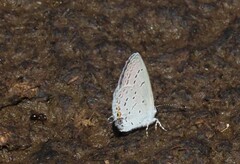 Hemiargus ceraunus