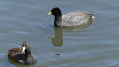 Fulica ardesiaca