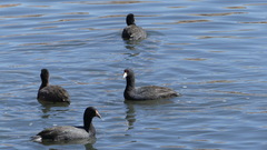 Fulica ardesiaca
