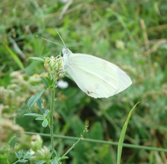 Pieris rapae