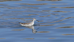 Phalaropus tricolor
