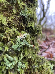 Cladonia polydactyla