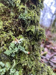 Cladonia polydactyla