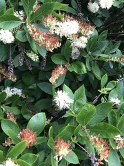 Clethra alnifolia