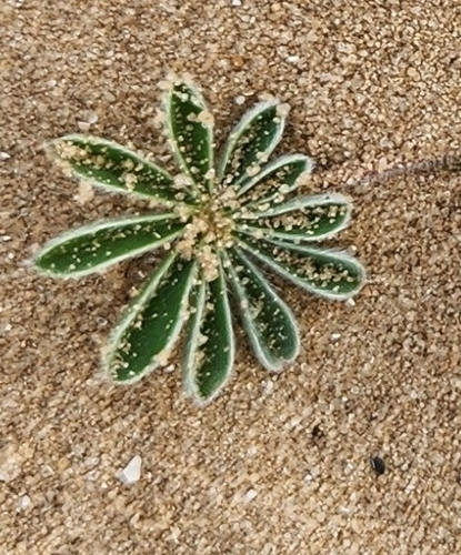 Image of Lupinus palaestinus by (c) Hila Taylor, some rights reserved (CC BY)