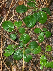 Ajuga reptans