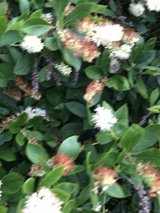 Clethra alnifolia
