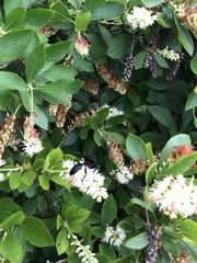 Clethra alnifolia