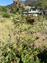 Hermannia hyssopifolia