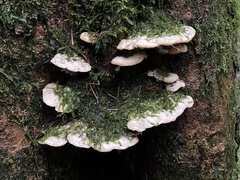 Rigidoporus