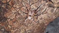 Filistata insidiatrix