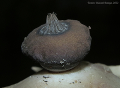 Geastrum