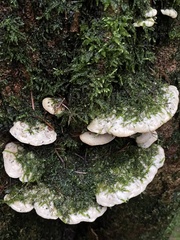 Rigidoporus
