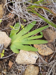 Freesia caryophyllacea