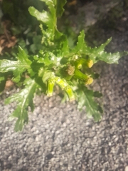 Senecio vulgaris