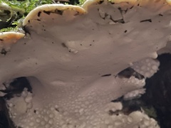 Rigidoporus
