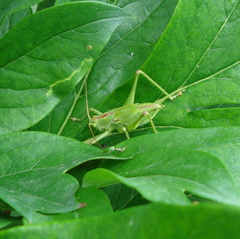 Tettigonia viridissima