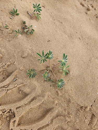 Image of Lupinus palaestinus by (c) Hila Taylor, some rights reserved (CC BY)