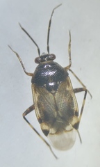 Deraeocoris