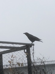 Corvus corone