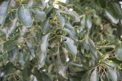 Cinnamomum glanduliferum