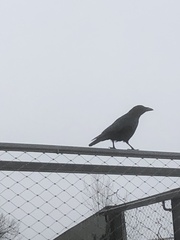 Corvus corone
