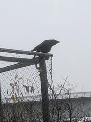 Corvus corone