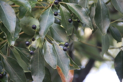 Cinnamomum glanduliferum
