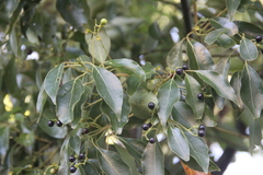Cinnamomum glanduliferum