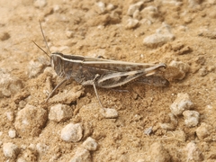 Heteracris