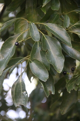Cinnamomum glanduliferum