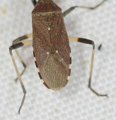 Dicranocephalus medius