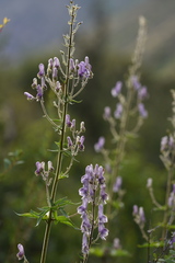 Aconitum leucostomum