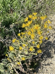 Grindelia hirsutula