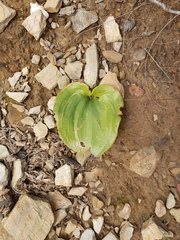 Eriospermum capense capense