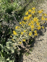 Grindelia hirsutula