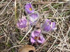 Pulsatilla grandis