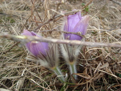 Pulsatilla grandis