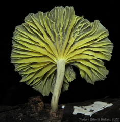 Gerronema strombodes