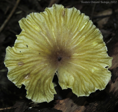 Gerronema strombodes