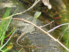 Basiliscus plumifrons