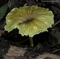 Gerronema strombodes