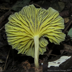 Gerronema strombodes