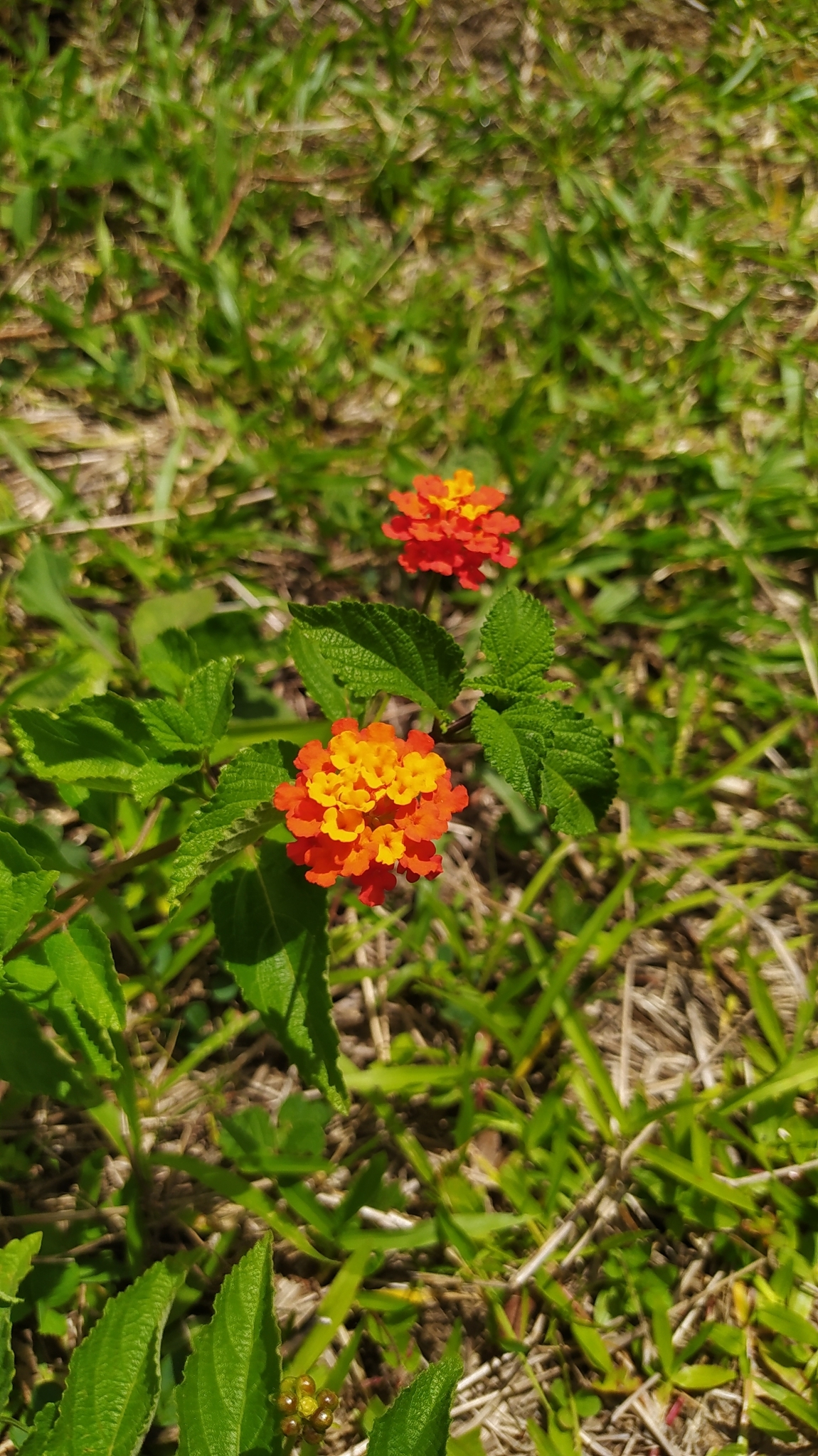 Lantana camara