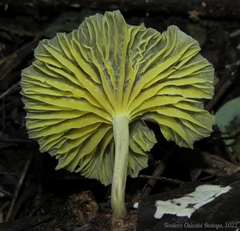 Gerronema strombodes