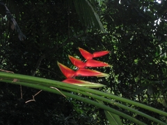 Heliconia bihai